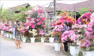 Du khách tham quan, chụp ảnh tại "Vương quốc hoa kiểng" Chợ lách. Ảnh: Huỳnh Phúc Hậu - TTXVN