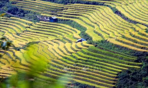 Mùa vàng trên vùng biên Phong Thổ (Lai Châu)