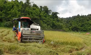 Hoạt động thu hoạch lúa tại xã Đăng Hà, huyện Bù Đăng. Ảnh: K GỬIH -TTXVN