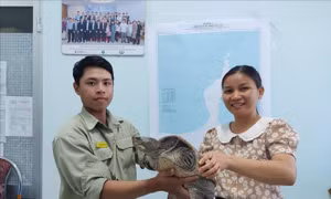 Vì là loài ngoại lai không thể thả về môi trường tự nhiên nên Chi cục Thủy sản Bình Định đã bàn giao cho vườn thú FLC Zoo Safari Quy Nhơn để chăm sóc và nuôi dưỡng. Ảnh: TTXVN phát