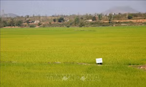 Cánh đồng lúa tại xã Buôn Chóah, huyện Krông Nô sản xuất theo tiêu chuẩn VietGAP.. Ảnh: Hưng Thịnh – TTXVN