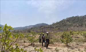 Cán bộ kiểm lâm phối hợp với tổ cộng đồng làng Ia Ke, xã Ia Phang (Chư Pưh) tuần tra bảo vệ rừng trên địa bàn. Ảnh: Hoài Nam – TTXVN
