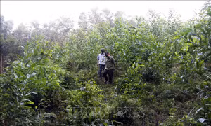 Cán bộ Ban quản lý rừng phòng hộ Hương Thủy kiểm tra diện tích đất rừng bị người dân xâm lấn tại tiểu khu 165, xã Dương Hòa. Ảnh: Đỗ Trưởng-TTXVN