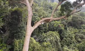 Cộng đồng người Bahnar được hưởng lợi và bảo vệ những diện tích rừng được giao khoán. Ảnh: Hoài Nam - TTXVN