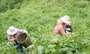 Người dân bản Chua Ta A, xã Tìa Dình (huyện Điện Biên Đông, tỉnh Điện Biên) thu hoạch bí xanh. Ảnh: Xuân Tư - TTXVN