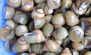 Ốc gạo Tân Phong. Nguồn: baoapbac.vn 