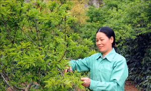 Chị Phạm Thị Tuyết, Chi hội trưởng Hội phụ nữ bản tái định cư Chiềng Yên, xã Chiềng Cọ, thành phố Sơn La, tỉnh Sơn La là gương trong thực hiện nhiệm vụ kinh tế - xã hội tại địa phương. Ảnh: Quang Quyết - TTXVN