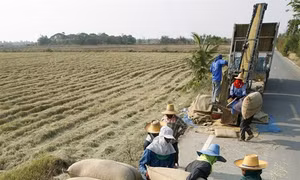Thái Lan giành lại vị trí "quán quân thế giới" về xuất khẩu gạo