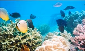 Phát triển bền vững biển, đảo Việt Nam: Bảo tồn đa dạng sinh học ở vùng biển Phú Quốc