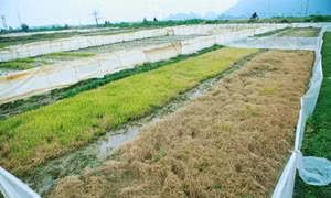 Hàng trăm ha mạ ở Hải Phòng bị chết do ảnh hưởng của thời tiết