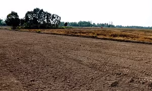 Nhiều diện tích đất trồng lúa ở Cà Mau đang "khát nước"