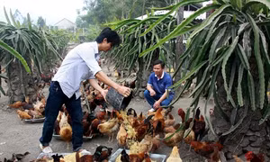 Mô hình nuôi gà "sạch" không dùng thức ăn công nghiệp ở Quảng Ngãi