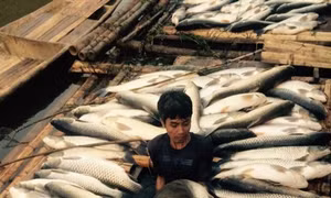 Thanh Hóa: Cá chết trên sông Bưởi do các yếu tố môi trường bị ô nhiễm nặng
