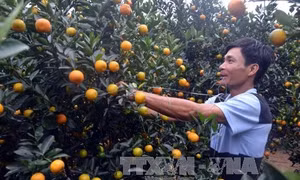 Thu tiền tỷ từ trồng quất