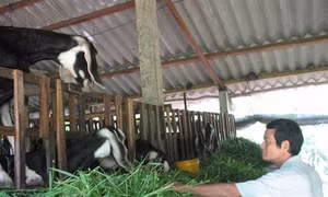 Tiền Giang phát triển nghề nuôi dê tại những địa bàn ven biển