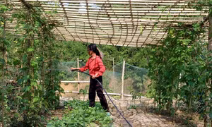 Bắc Kạn phát triển vùng rau hàng hóa