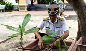Trường Sa Đông – sức sống mãnh liệt giữa trùng khơi