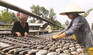 Nghề làm cá khô bổi ở Cà Mau cho thu nhập cao