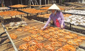 Nuôi cá bè đem lại thu nhập ổn định cho người dân ở Châu Đốc