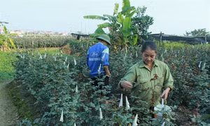 Làng hoa Tết phơi phới vào vụ
