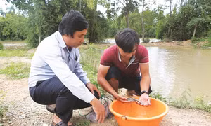 Long An :Phát triển nuôi cá nước ngọt