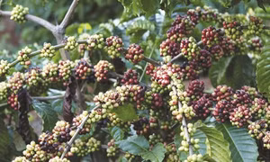 Đắk Lắk tập trung tái canh cây cà phê