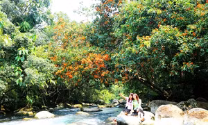 Sắc màu hoa vàng anh