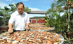 Thầy giáo về hưu trồng nấm linh chi đỏ