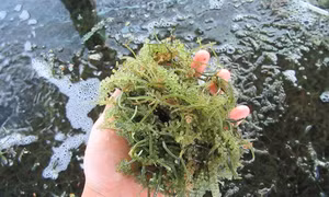 Trồng rong nho mang lại hiệu quả kinh tế cao ở huyện Ninh Hải
