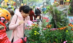 Đi chợ Bưởi xem hoa Xuân
