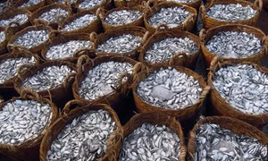 Ngư dân ở tỉnh Ninh Thuận ra khơi đánh bắt trúng đậm cá nục, cá cơm