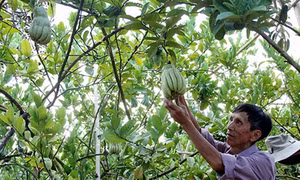 Phật thủ - cây trồng mới cho hiệu quả kinh tế cao