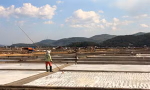 Diêm dân gặp khó vì giá muối thấp kỷ lục