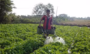 Bạc Liêu phát triển kinh tế vùng sinh thái mặn - ngọt