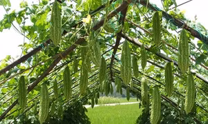 Bình Thuận: Trồng khổ qua lấy hạt - hướng đi mới cho người dân Đức Tín 