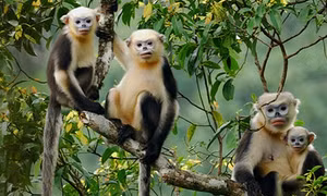Bảo vệ Voọc mũi hếch ở Hà Giang