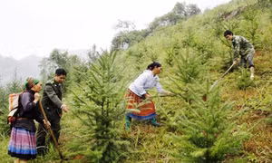 Tuyên Quang khuyến khích các hộ dân tham gia trồng rừng