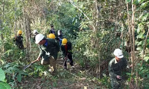 Giữ rừng từ chính sách chi trả dịch vụ môi trường