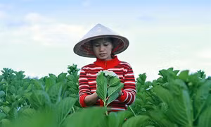Đưa hoa về đất nghèo