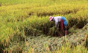 Tây Ninh: Gần 1.000 ha lúa mùa bị ngập nước, ngã đổ