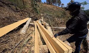 Ngang nhiên triệt hạ rừng Phú Sơn