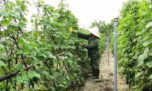 Vườn xanh trên cát trắng Quảng Bình