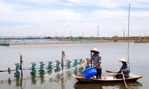 Phát triển bền vững nghề nuôi tôm ở ven biển tỉnh Ninh Bình