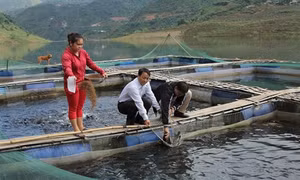 Phát triển nghề nuôi cá lồng trên vùng tái định cư thủy điện Huội Quảng Bản Chát