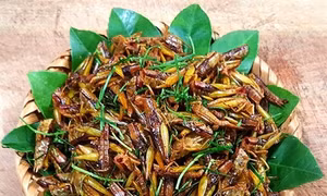 Châu chấu rang mùa gặt, món ngon của làng quê Bắc Bộ