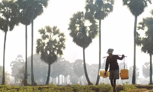 Cây thốt nốt Nam Bộ