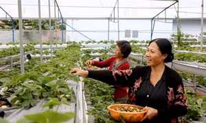 Người đi tiên phong trong trồng dâu tây thủy canh tại Đà Lạt
