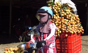 Vải sớm Thanh Hà được mùa, được giá