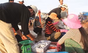 Thành lập các điểm bán cá sạch cho ngư dân tại các chợ ở Đà Nẵng