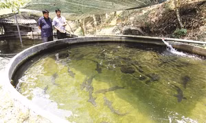 Kinh nghiệm nuôi cá tầm
